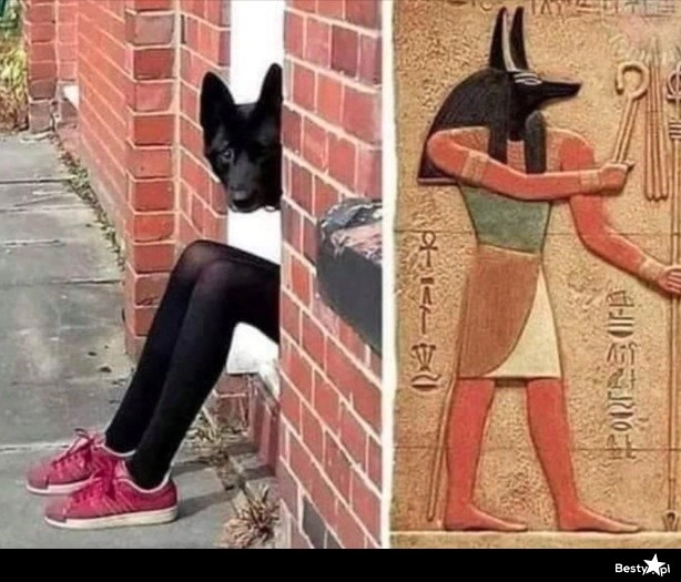 
    Niczym Anubis 