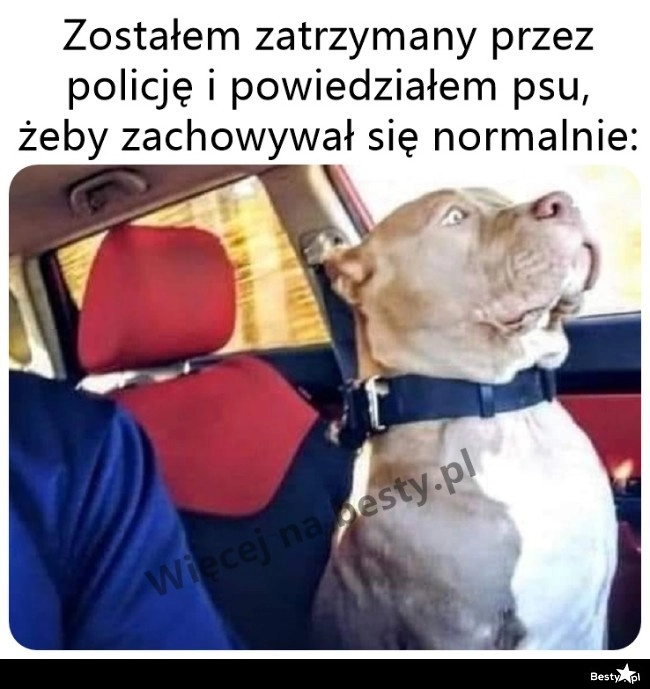 
    Dobrze mu poszło 