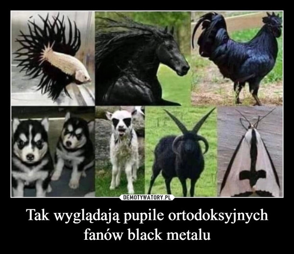 
    Tak wyglądają pupile ortodoksyjnych fanów black metalu