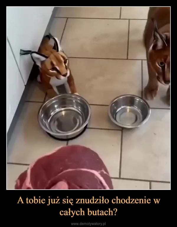
    A tobie już się znudziło chodzenie w całych butach?