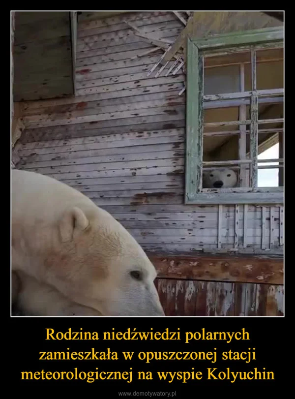 
    Rodzina niedźwiedzi polarnych zamieszkała w opuszczonej stacji meteorologicznej na wyspie Kolyuchin
