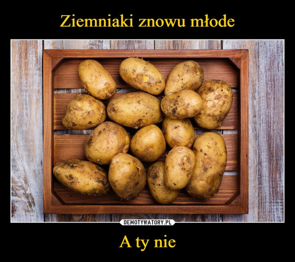 
    Ziemniaki znowu młode A ty nie