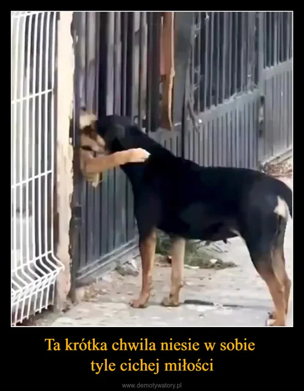 
    Ta krótka chwila niesie w sobie tyle cichej miłości