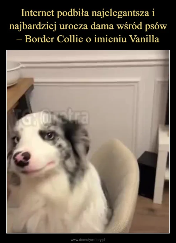 
    Internet podbiła najelegantsza i najbardziej urocza dama wśród psów – Border Collie o imieniu Vanilla
