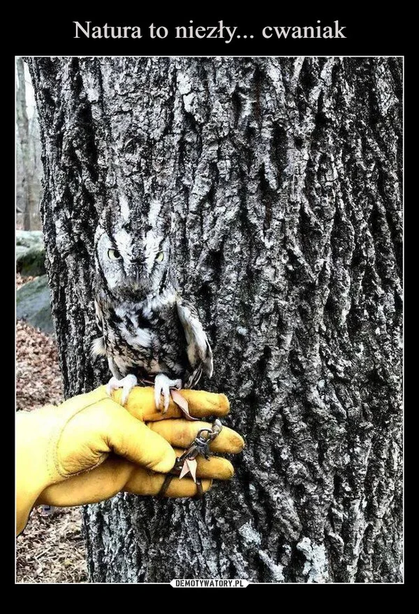 
    Natura to niezły... cwaniak