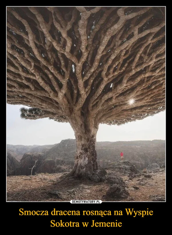 
    Smocza dracena rosnąca na Wyspie Sokotra w Jemenie