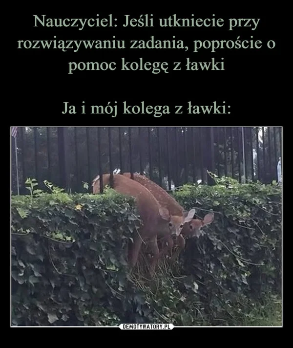 
    Nauczyciel: Jeśli utkniecie przy rozwiązywaniu zadania, poproście o pomoc kolegę z ławki Ja i mój kolega z ławki: