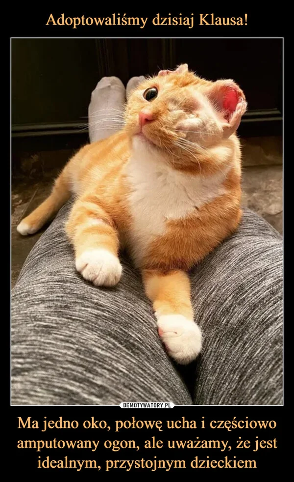 
    Adoptowaliśmy dzisiaj Klausa! Ma jedno oko, połowę ucha i częściowo amputowany ogon, ale uważamy, że jest idealnym, przystojnym dzieckiem