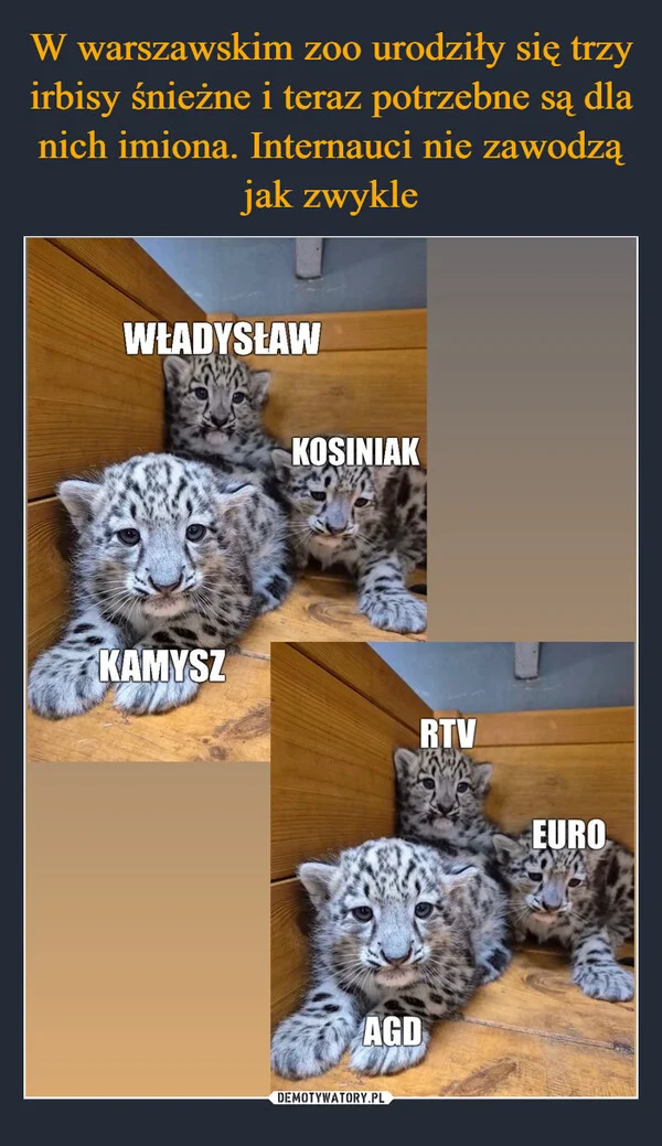 W warszawskim zoo urodziły się trzy irbisy śnieżne i teraz potrzebne są dla nich imiona. Internauci nie zawodzą jak zwykle