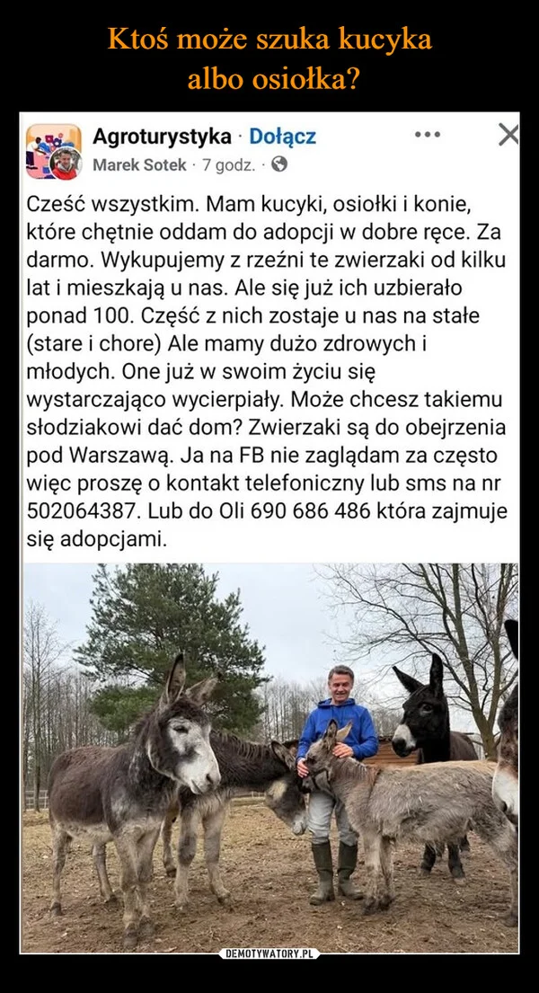 
    Ktoś może szuka kucyka albo osiołka?