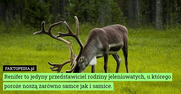 
    Renifer to jedyny przedstawiciel rodziny jeleniowatych, u którego poroże