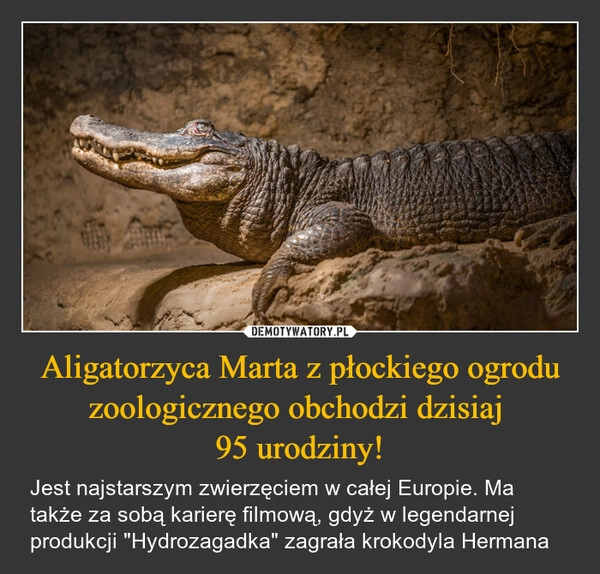 
    Aligatorzyca Marta z płockiego ogrodu zoologicznego obchodzi dzisiaj 
95 urodziny!