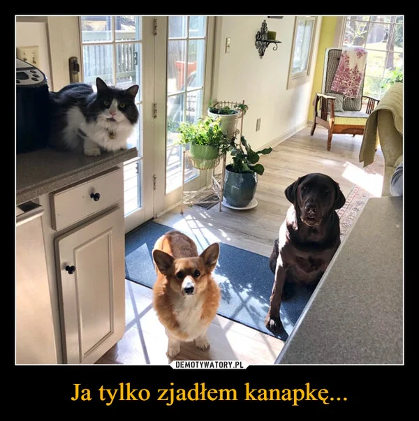 
    Ja tylko zjadłem kanapkę...