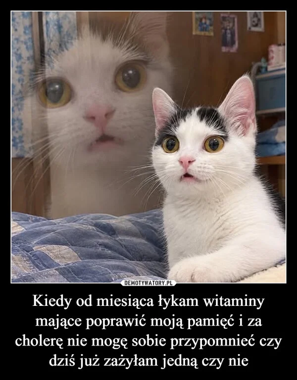 
    Kiedy od miesiąca łykam witaminy mające poprawić moją pamięć i za cholerę nie mogę sobie przypomnieć czy dziś już zażyłam jedną czy nie
