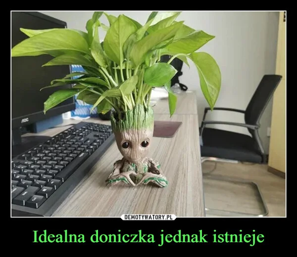 Idealna doniczka jednak istnieje