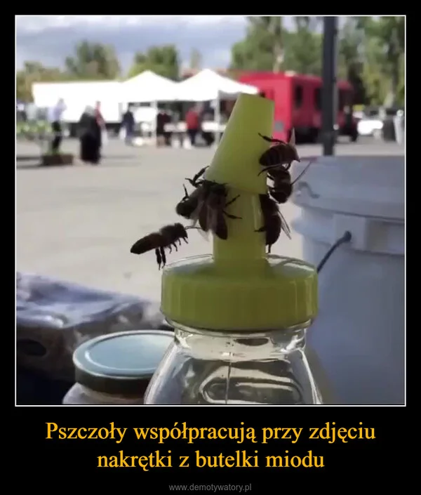 
    Pszczoły współpracują przy zdjęciu nakrętki z butelki miodu