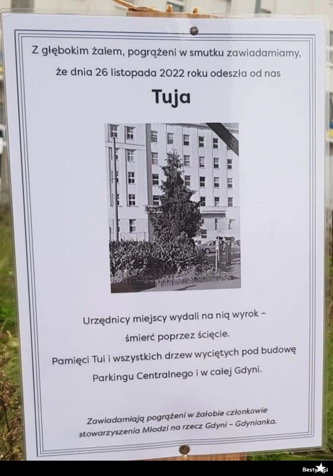 
    Tuja 