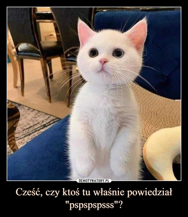 
    
Cześć, czy ktoś tu właśnie powiedział "pspspspsss"? 