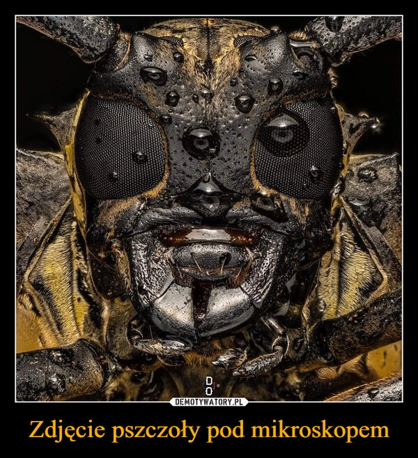 
    Zdjęcie pszczoły pod mikroskopem