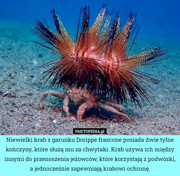 
    Niewielki krab z garunku Dorippe frascone posiada dwie tylne kończyny, które