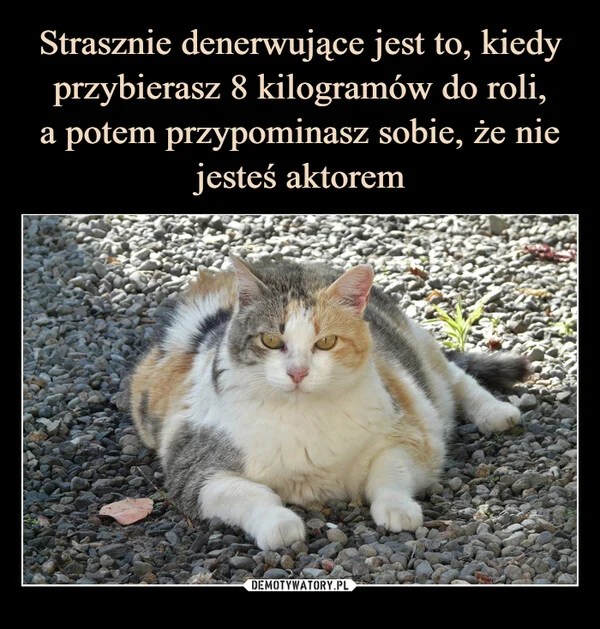 
    Strasznie denerwujące jest to, kiedy przybierasz 8 kilogramów do roli, a potem przypominasz sobie, że nie jesteś aktorem