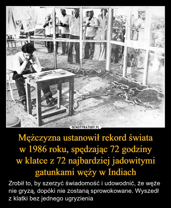 
    Mężczyzna ustanowił rekord świata w 1986 roku, spędzając 72 godziny w klatce z 72 najbardziej jadowitymi gatunkami węży w Indiach