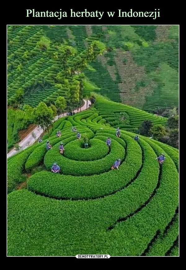 
    Plantacja herbaty w Indonezji