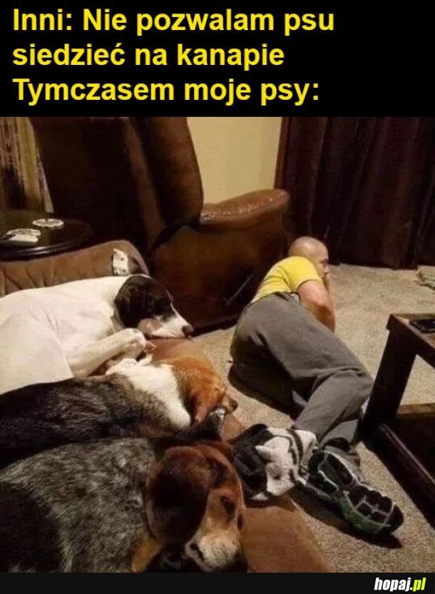 
    Moje psy