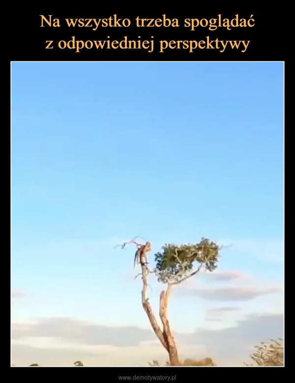 
    Na wszystko trzeba spoglądać z odpowiedniej perspektywy