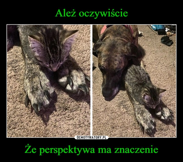 
    Ależ oczywiście Że perspektywa ma znaczenie