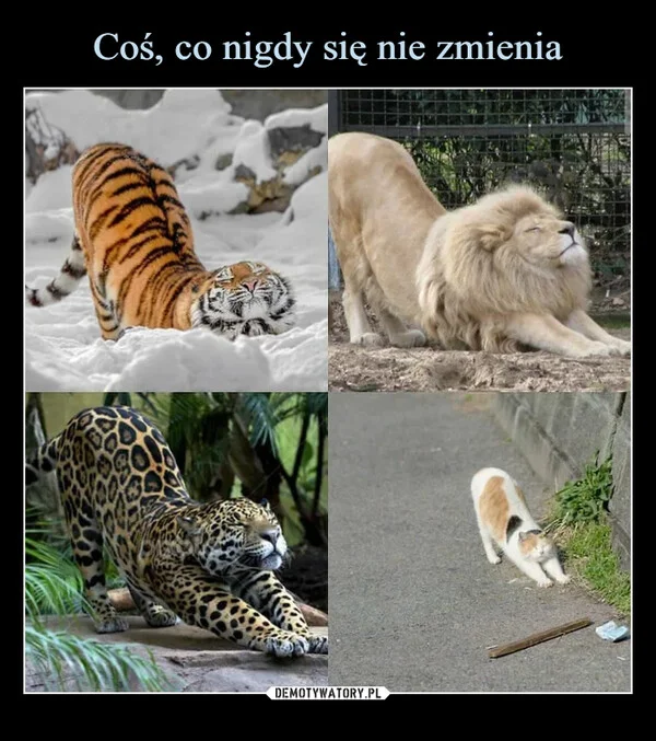 
    Coś, co nigdy się nie zmienia