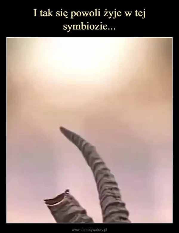 
    I tak się powoli żyje w tej symbiozie...