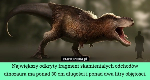 
    Największy odkryty fragment skamieniałych odchodów dinozaura ma ponad 30
