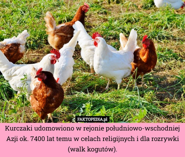 
    Kurczaki udomowiono w rejonie południowo-wschodniej Azji ok. 7400 lat temu