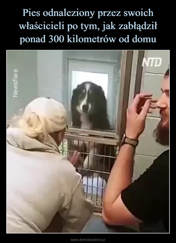 Pies odnaleziony przez swoich właścicieli po tym, jak zabłądził ponad 300 kilometrów od domu