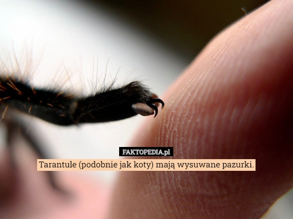 
    Tarantule (podobnie jak koty) mają wysuwane pazurki.