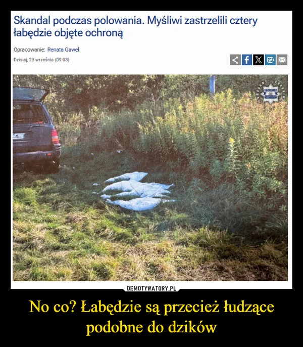 
    No co? Łabędzie są przecież łudzące podobne do dzików