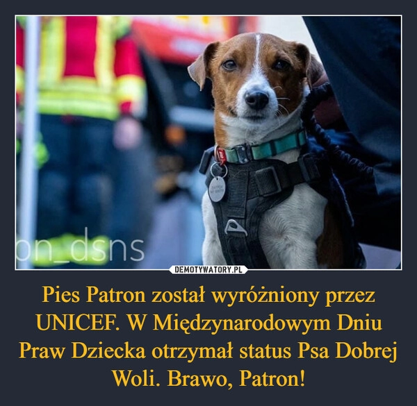 
    
Pies Patron został wyróżniony przez UNICEF. W Międzynarodowym Dniu Praw Dziecka otrzymał status Psa Dobrej Woli. Brawo, Patron! 