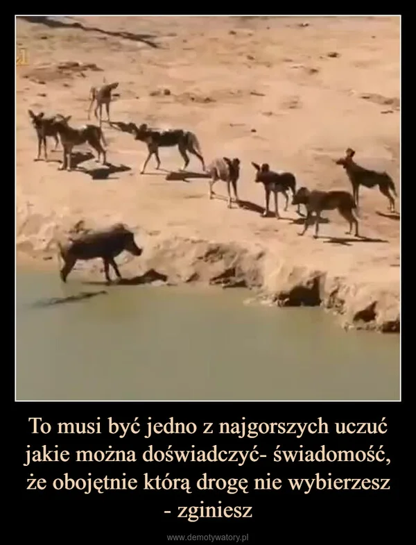 
    To musi być jedno z najgorszych uczuć jakie można doświadczyć- świadomość, że obojętnie którą drogę nie wybierzesz - zginiesz