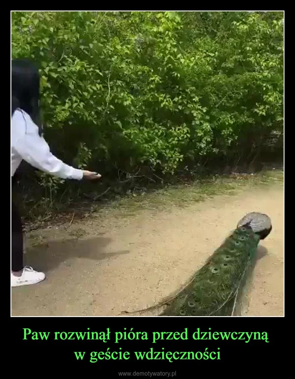
    Paw rozwinął pióra przed dziewczyną w geście wdzięczności
