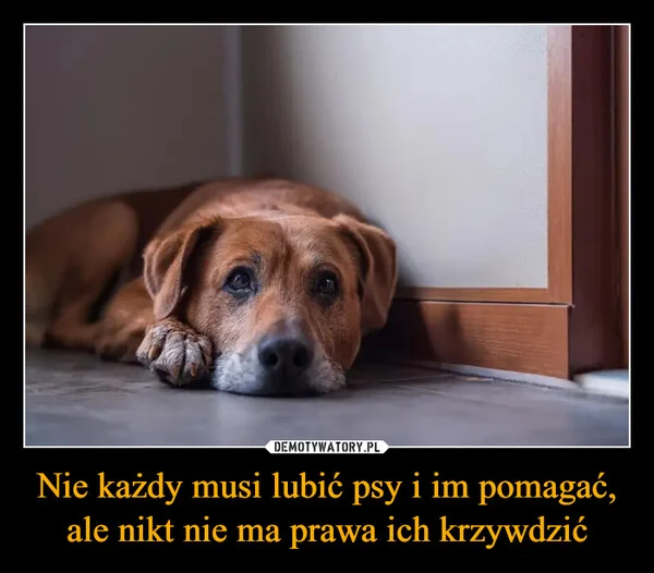 
    Nie każdy musi lubić psy i im pomagać, ale nikt nie ma prawa ich krzywdzić