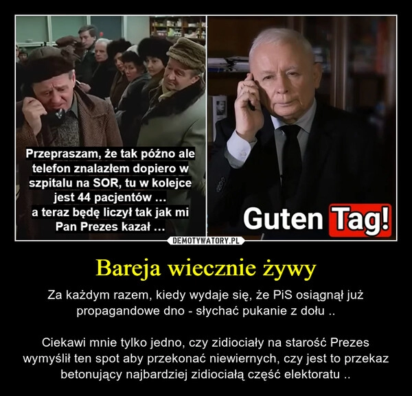 
    Bareja wiecznie żywy