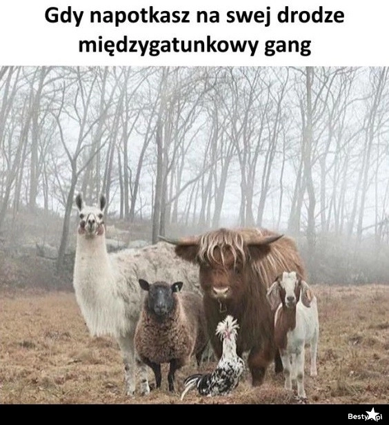 
    Międzygatunkowy gang 