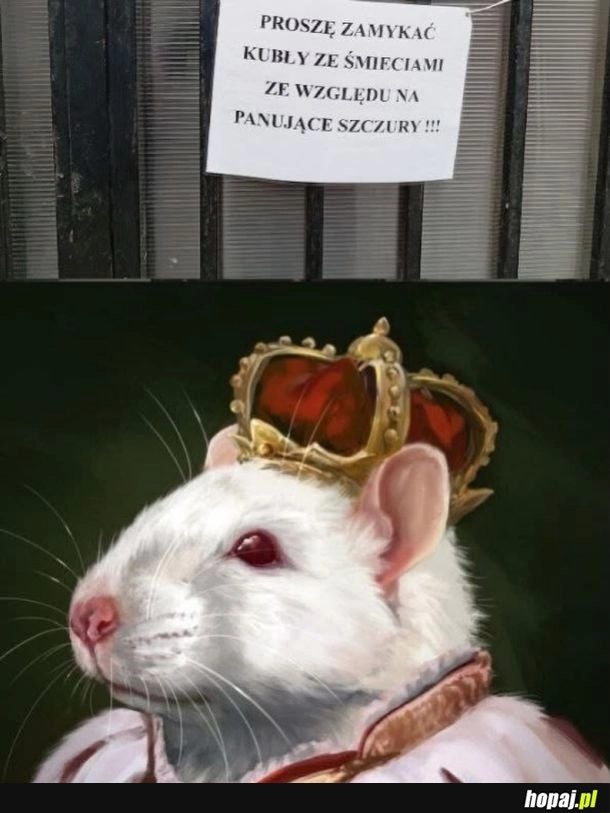 
    Panujące szczury