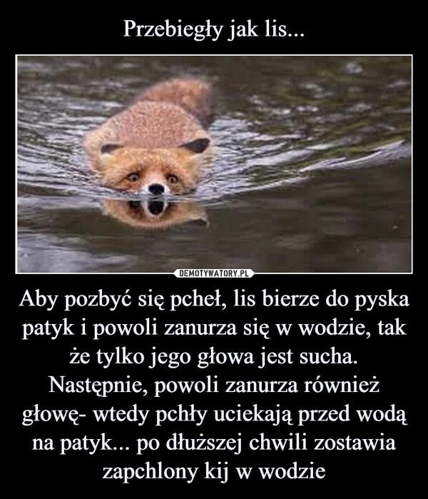 
    Przebiegły jak lis... Aby pozbyć się pcheł, lis bierze do pyska patyk i powoli zanurza się w wodzie, tak że tylko jego głowa jest sucha. Następnie, powoli zanurza również głowę- wtedy pchły uciekają przed wodą na patyk... po dłuższej chwili zostawia zapchlony kij w wodzie