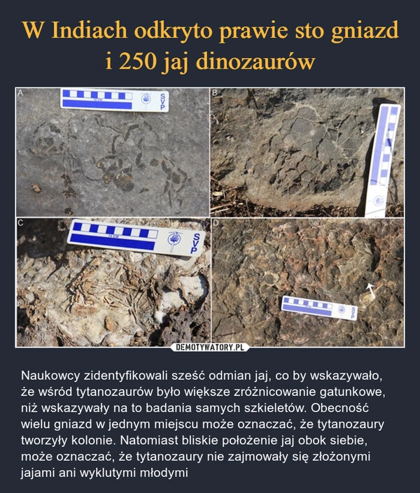 
    W Indiach odkryto prawie sto gniazd i 250 jaj dinozaurów 