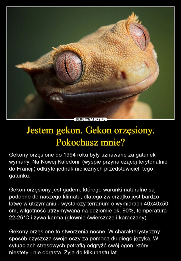 
    Jestem gekon. Gekon orzęsiony.
Pokochasz mnie?