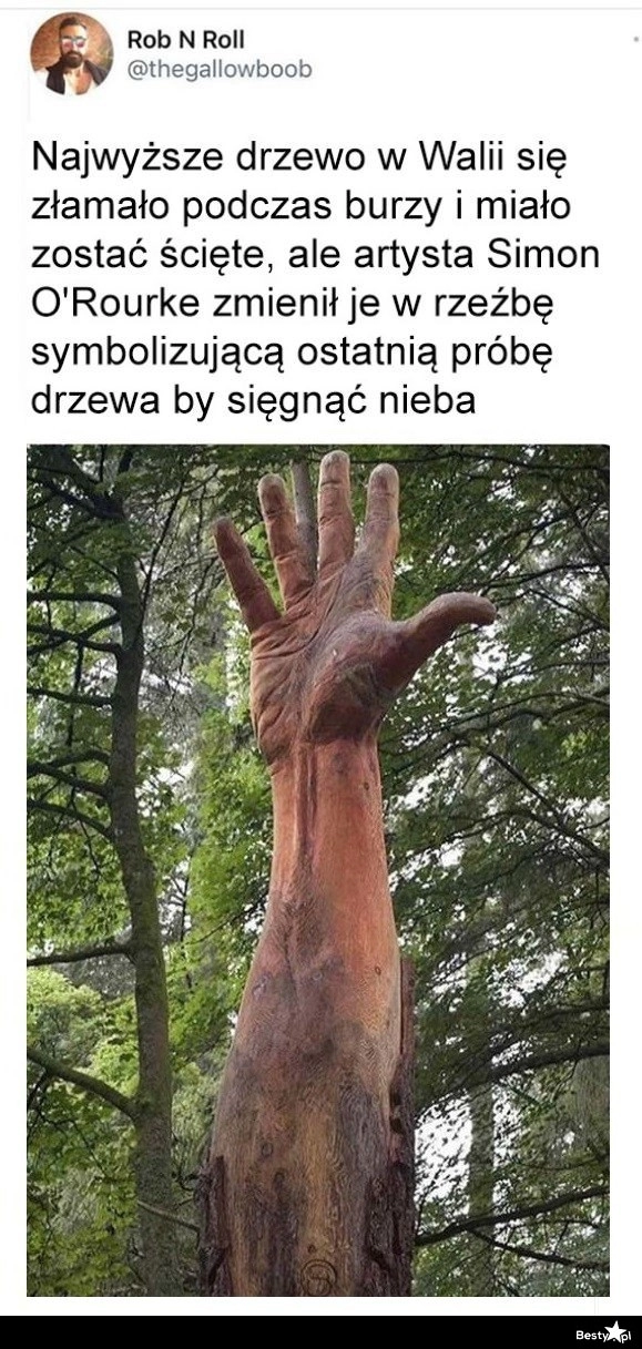 
    Najwyższe drzewo w Walii 