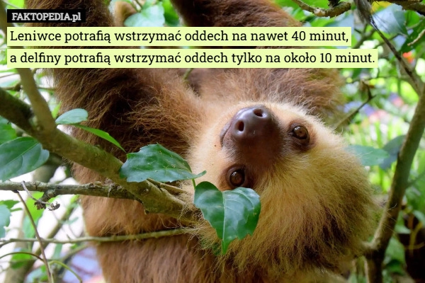 Leniwce potrafią wstrzymać oddech na nawet 40 minut,
a delfiny potrafią