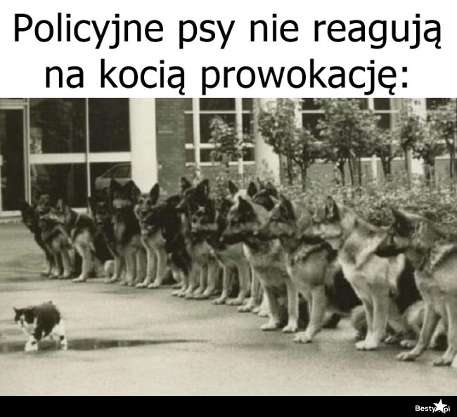 
    Policyjne psy 